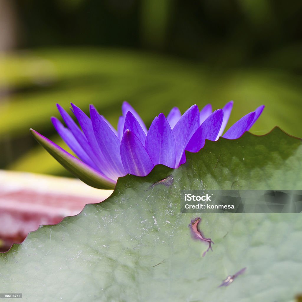 kwiat lotosu - Zbiór zdjęć royalty-free (Bez ludzi)