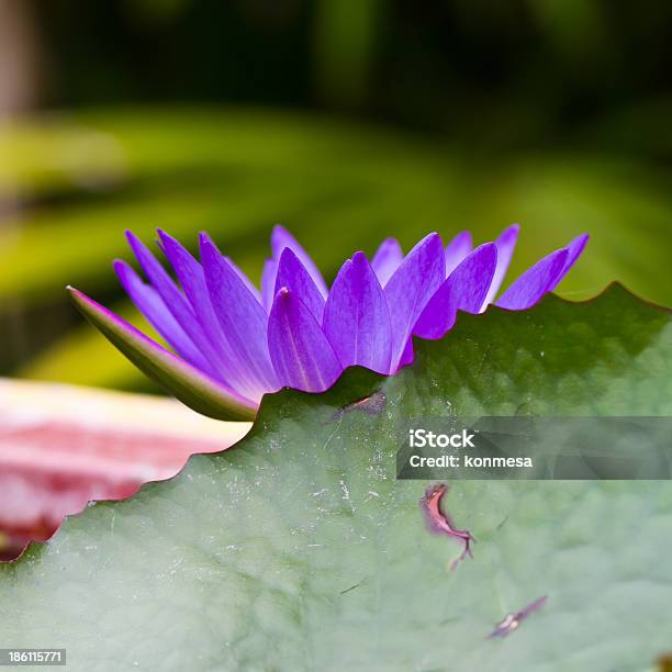 Kwiat Lotosu - zdjęcia stockowe i więcej obrazów Bez ludzi - Bez ludzi, Biały, Bliskie zbliżenie
