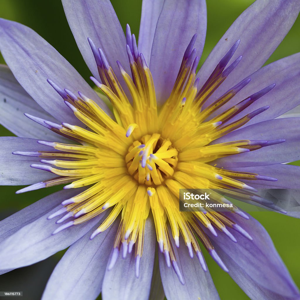 flor de loto - Foto de stock de Agua libre de derechos