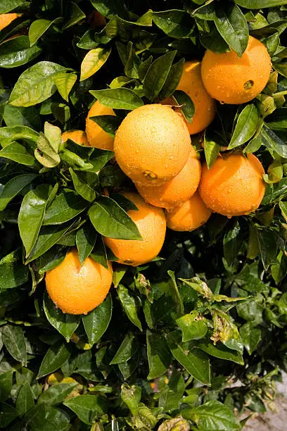 Beautiful ripe oranges hanging on an orange-tree in an orchard