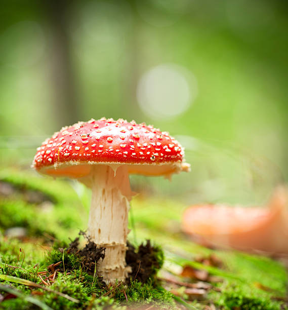istock Amanita muscaria 186117390