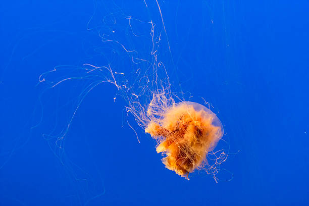 istock jelly fish in the blue sea 186117460
