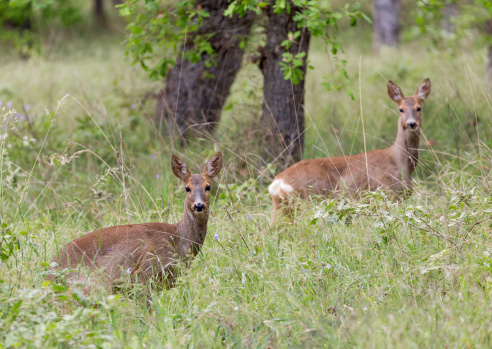 Female (doe) roe deers in a forest.