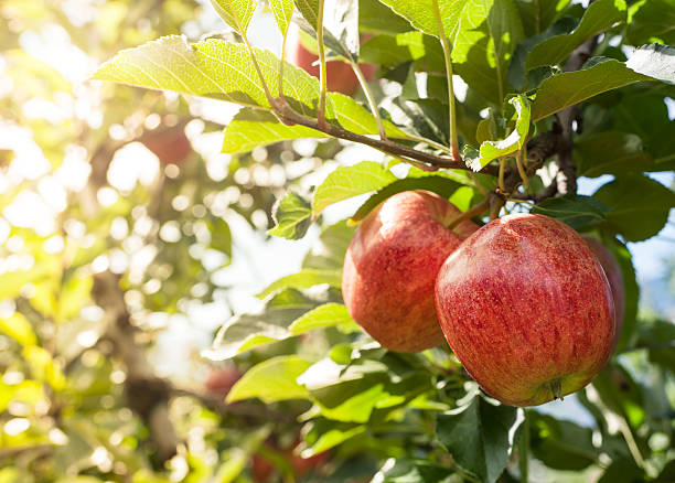 Red apples Two juicy red apples in a warm summer evening. apple tree photos stock pictures, royalty-free photos & images
