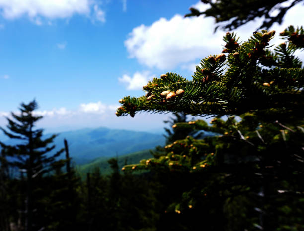 spectacular view in great smoky mountains national park. clingmans dome. tennessee. blue ridge mountains, north carolina. appalachian trails. hiking. asheville. west virginia. - tennessee great smoky mountains great smoky mountains national park north carolina imagens e fotografias de stock