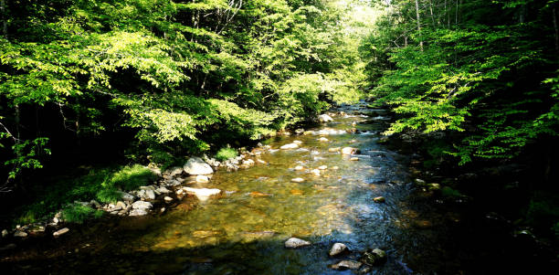 spectacular view in great smoky mountains national park. clingmans dome. tennessee. blue ridge mountains, north carolina. appalachian trails. hiking. asheville. west virginia. - tennessee great smoky mountains great smoky mountains national park north carolina imagens e fotografias de stock