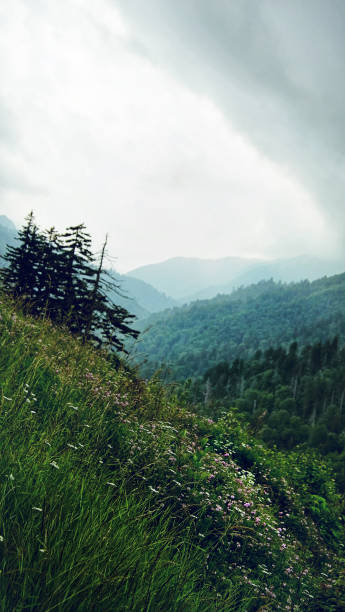 spektakularny widok w parku narodowym great smoky mountains. kopuła clingmansa. tennessee. góry blue ridge, karolina północna. szlaki appalachów. piesze wycieczki. asheville. wirginia zachodnia. - great smoky mountains tennessee mountain north carolina zdjęcia i obrazy z banku zdjęć