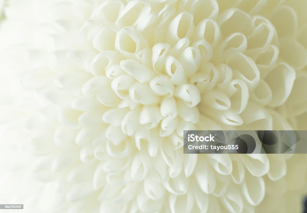 White Chrysanthemum petals flowers White Chrysanthemum petals flowers, background Backgrounds Stock Photo