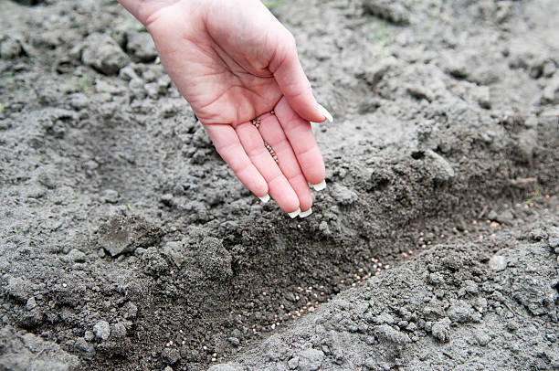 hand sowing radish seed womans hand sowing radish seed kultivieren stock pictures, royalty-free photos & images