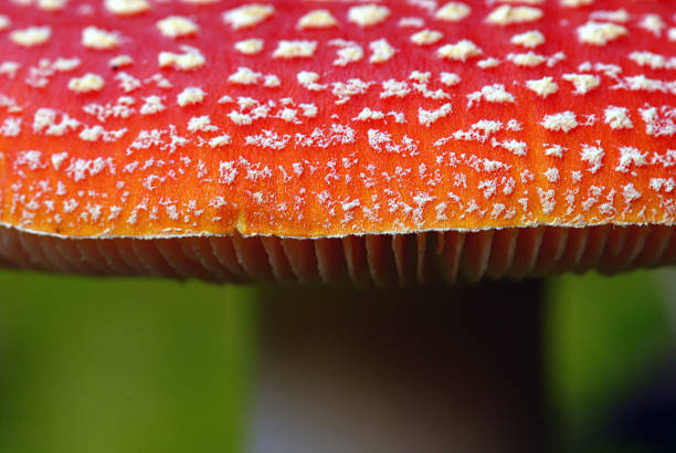 istock Red stipe mushroom - detail 186119373