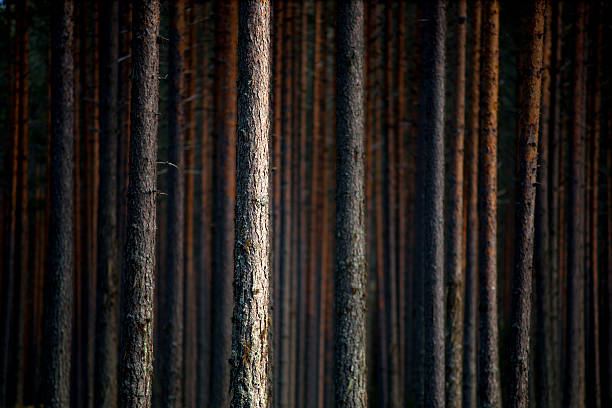 Trunks of pine trees in evening light