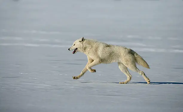 Arctic wolf, Canis lupus arctos, single mammal on snow, captive