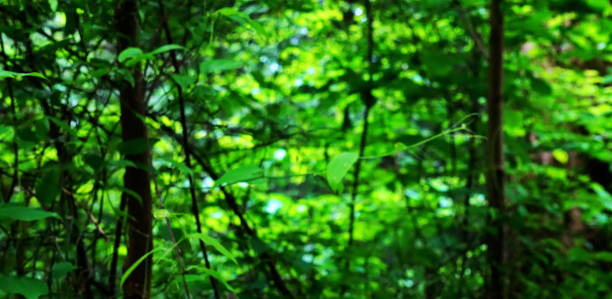 greens trees forest in great smoky mountains national park. clingmans dome. tennessee. blue ridge mountains, north carolina. appalachian trails. hiking. asheville. west virginia. - tennessee great smoky mountains great smoky mountains national park north carolina imagens e fotografias de stock