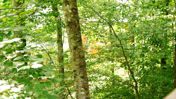 greens trees forest in great smoky mountains national park. clingmans dome. tennessee. blue ridge mountains, north carolina. appalachian trails. hiking. asheville. west virginia. - tennessee great smoky mountains great smoky mountains national park north carolina imagens e fotografias de stock