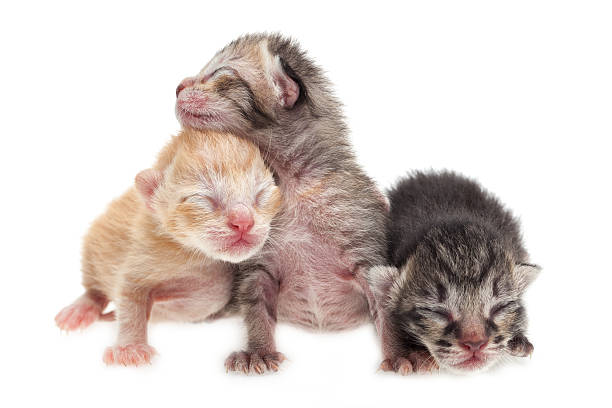 Cute new born kittens Cute new born kittens on white background newborn animal stock pictures, royalty-free photos & images