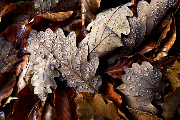 istock Autumn leaves - close up 186121492