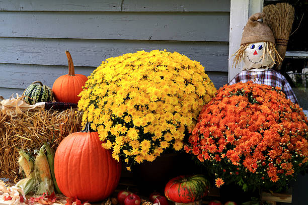 décoration de thanksgiving - broom corn photos et images de collection