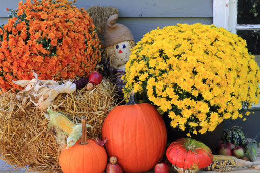 Arrangement from Flowers, Bale of Hay, Pumpkin, Squashes, Apples, Maize, Scarecrow in front of Old Barn as decoration for Thanksgiving Day.