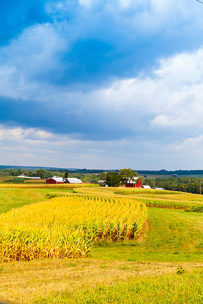 istock American Countryside Corn Field With Stormy Sky 186122046