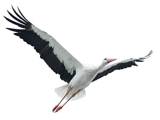 Flying stork Flying stork isolated on white background stork stock pictures, royalty-free photos & images