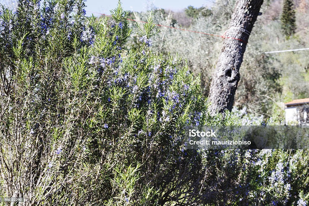 Rosemery растения с цветами - Стоковые фото Black Horehound роялти-фри