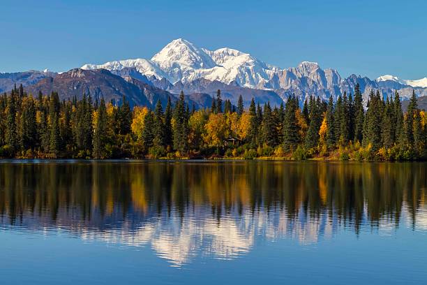 Byers Lake Alaska Fall with Mount McKinley, Denali, background Byers Lake, Alaska is the closest view to Mount McKinley without being on the mountain.  During the fall color change in September this area explodes with yellow as the tree's change and prepare for winter's arrival.  Mount McKinley is North America's tallest mountain at 20,320'. log cabin photos stock pictures, royalty-free photos & images