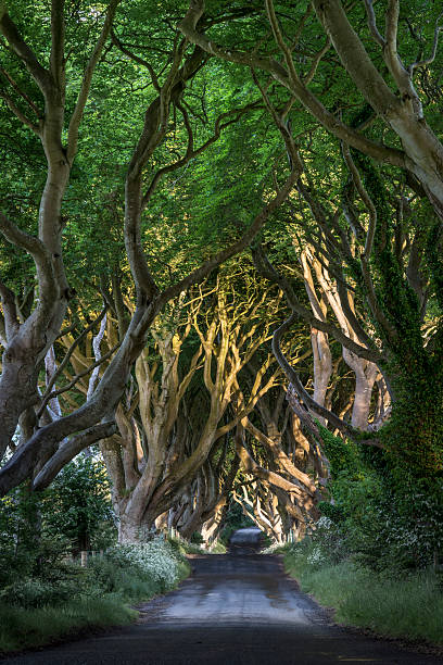 istock The Dark Hedges, North Irland 186122913