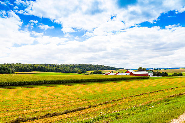 American Countryside Corn Field With Stormy Sky