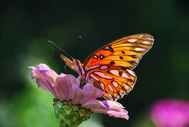 Papillon sur FLEUR ROSE Orange - Photo