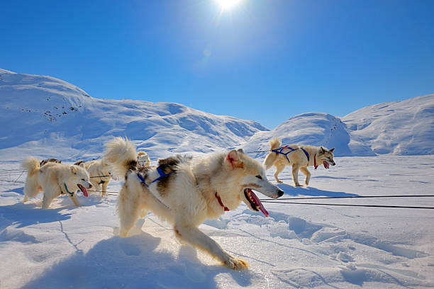 Sled dogs  running in Greenland stock photo