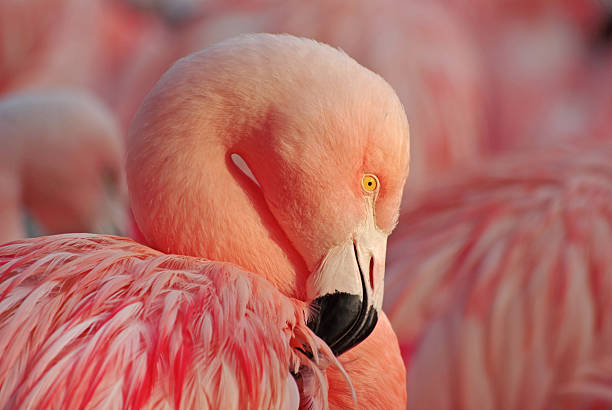 istock Pink flamingo 186124310