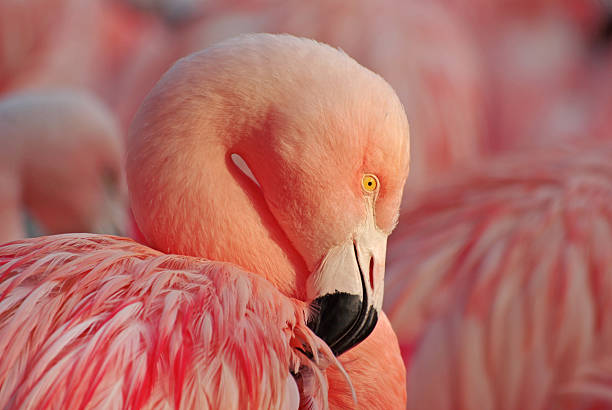 Pink flamingo Portrait of pink flamingo animal neck photos stock pictures, royalty-free photos & images
