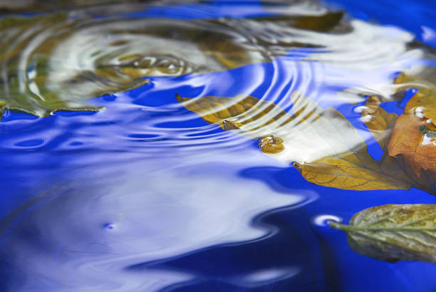 istock autumn leaves in  water 186124869