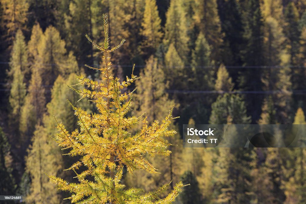 Modrzew forest - Zbiór zdjęć royalty-free (Bez ludzi)