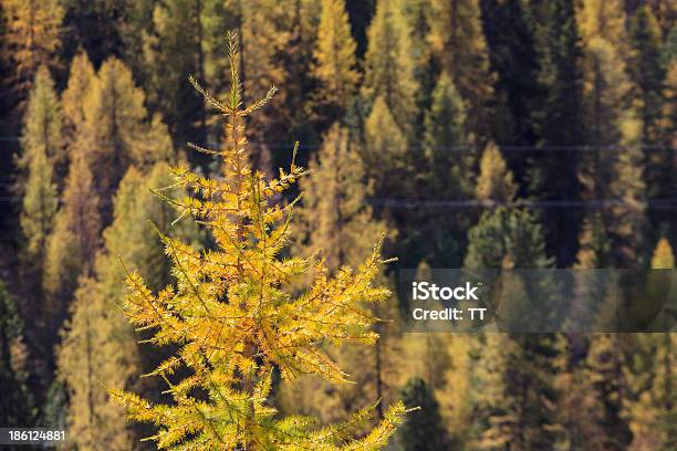 Modrzew Forest - zdjęcia stockowe i więcej obrazów Bez ludzi - Bez ludzi, Drzewo, Drzewo iglaste