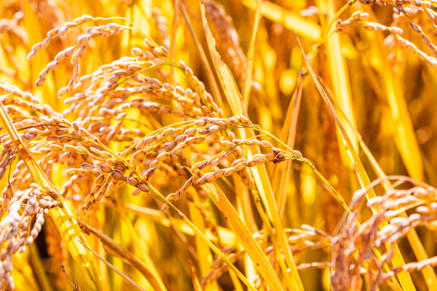Mature rice in the paddy field