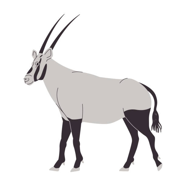 ilustrações, clipart, desenhos animados e ícones de cor branca e preta órix arábico selvagem natureza animal mamífero herbívoro tem cabeça chifre longo - long horn