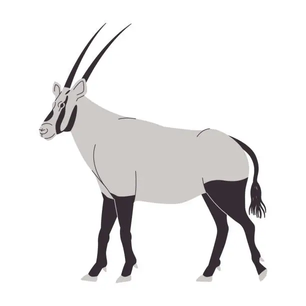 Vector illustration of white and black color arabian oryx wild nature animal mammal herbivore have head long horn