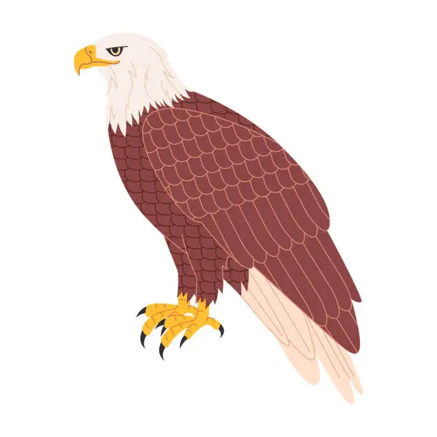 Vector illustration of brown and white color bald eagle america national bird hunter predator wild nature carnivore animal