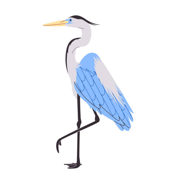 blue crane wild nature animal standing with tall leg have beak and wing beautiful feather blue crane wild nature animal standing with tall leg have beak and wing beautiful feather vector big blue crane stock illustrations