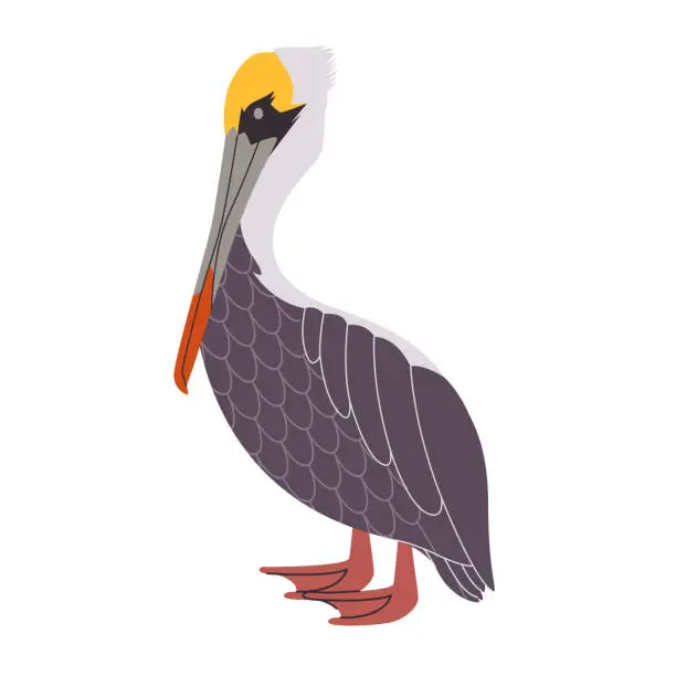 Vector illustration of brown pelican animal have wing and neck with long beak wild nature water bird fauna environment