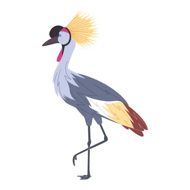 Vector illustration of grey crowned crane wild nature animal have tall leg and crested head beautiful feather