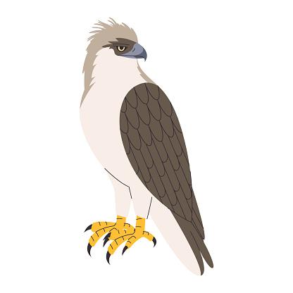 philippine eagle wild nature bird hunter predator carnivore strong animal and endangered species vector