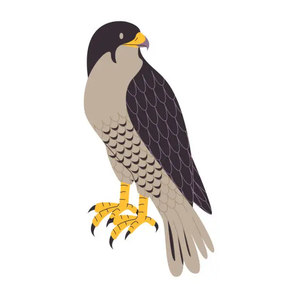 Vector illustration of brown color shaheen falcon wild nature bird hunter predator carnivore strong animal and endangered species