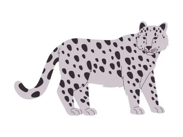 Vector illustration of snow leopard big cat wild animal danger carnivore predator hunter creature winter environment