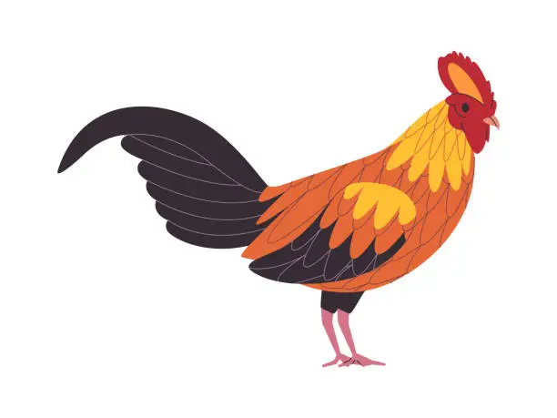 Vector illustration of colorful rooster chicken wild nature poultry farm domestic animal agriculture wildlife