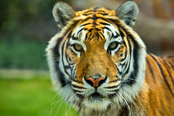 istock The Big Bengal Tiger head 186127938