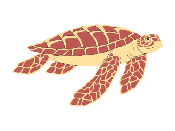 Vector illustration of brown color hawksbill turtle wild nature ocean animal dive slow swimming underwater with shell