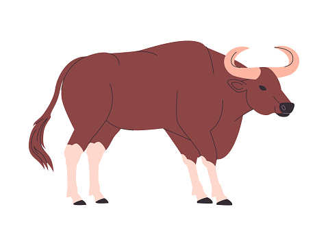 brown color kouprey wild cattle animal with big horned herbivore mammal and endangered creature vector
