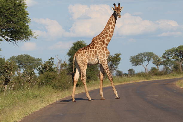 istock GIRAFFE CROSSING THE MAIN ROAD 186128482